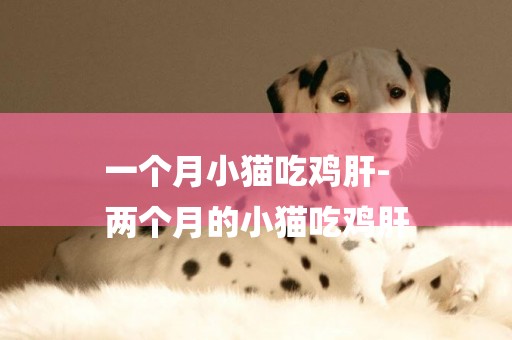 一個月小貓吃雞肝-
兩個月的小貓吃雞肝