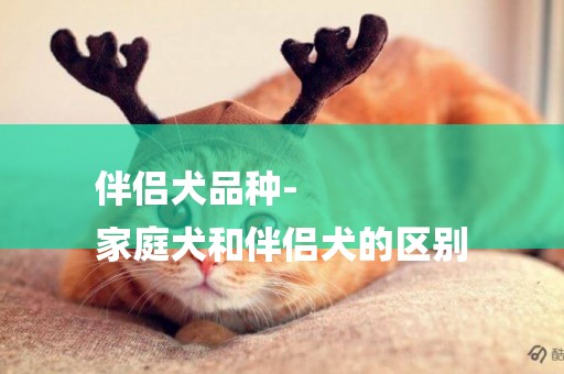 伴侶犬品種-
家庭犬和伴侶犬的區別