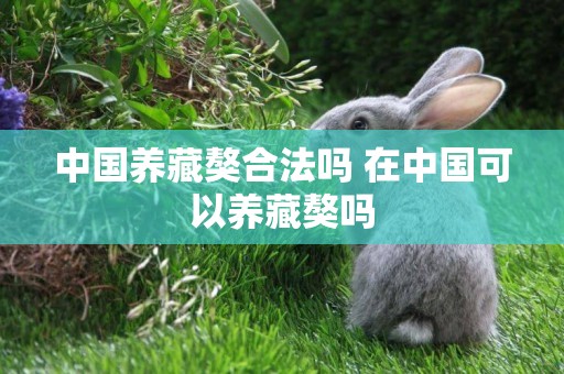 中國養藏獒合法嗎 在中國可以養藏獒嗎