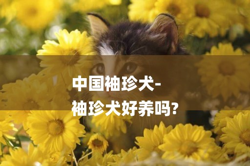 中國袖珍犬-
袖珍犬好養嗎?
