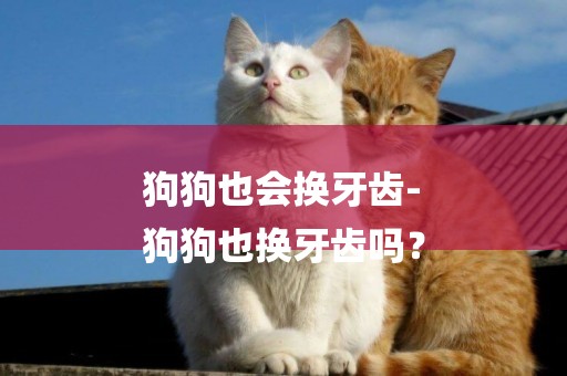 狗狗也會換牙齒-
狗狗也換牙齒嗎？