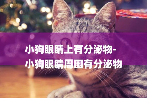 小狗眼睛上有分泌物-
小狗眼睛周圍有分泌物