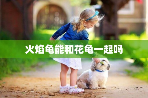 火焰龜能和花龜一起嗎