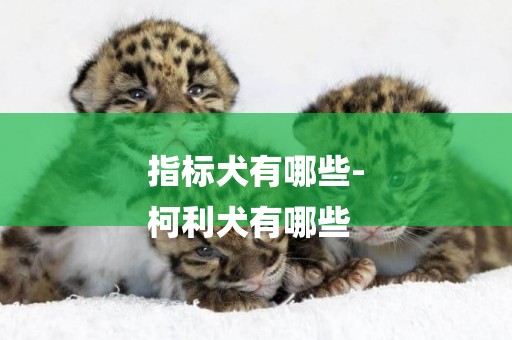 指標犬有哪些-
柯利犬有哪些