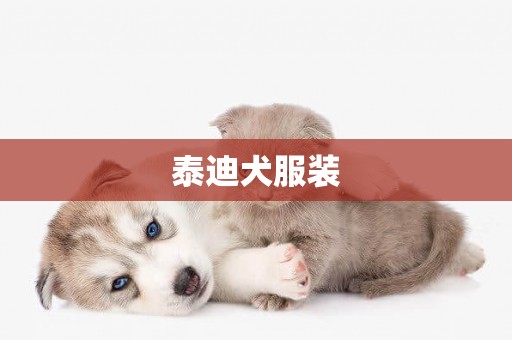 泰迪犬服裝