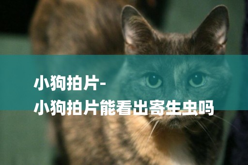 小狗拍片-
小狗拍片能看出寄生蟲嗎
