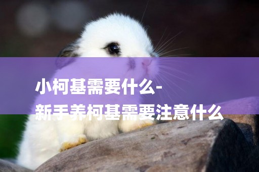 小柯基需要什么-
新手養柯基需要注意什么