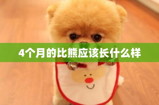 4個月的比熊應該長什么樣