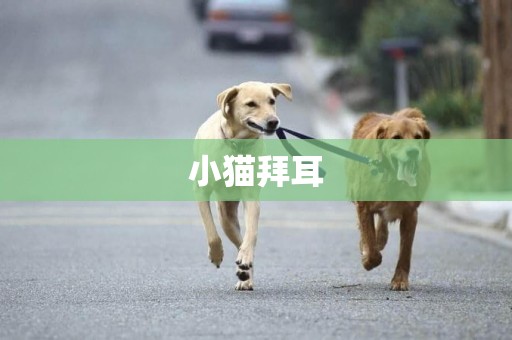 小貓拜耳