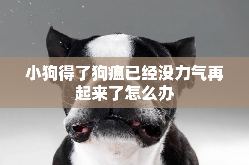 小狗得了狗瘟已經沒力氣再起來了怎么辦