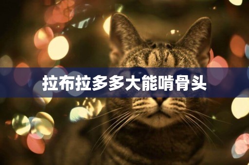 拉布拉多多大能啃骨頭