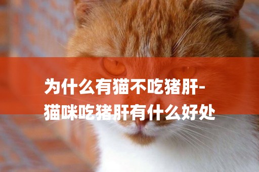 為什么有貓不吃豬肝-
貓咪吃豬肝有什么好處
