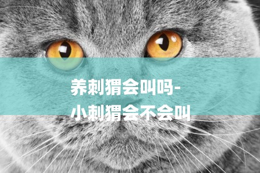 養刺猬會叫嗎-
小刺猬會不會叫