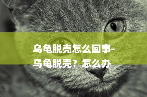 烏龜脫殼怎么回事-
烏龜脫殼？怎么辦