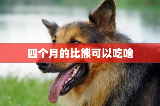 四個月的比熊可以吃啥