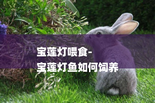 寶蓮燈喂食-
寶蓮燈魚如何飼養