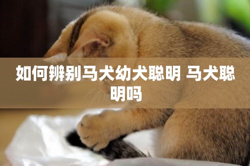 如何辨別馬犬幼犬聰明 馬犬聰明嗎