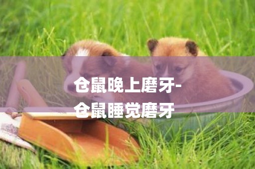 倉鼠晚上磨牙-
倉鼠睡覺磨牙