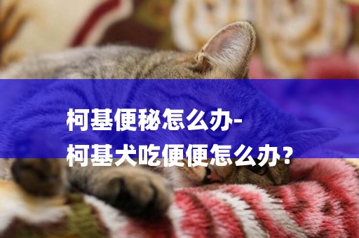 柯基便秘怎么辦-
柯基犬吃便便怎么辦？