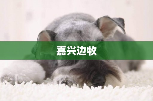 嘉興邊牧