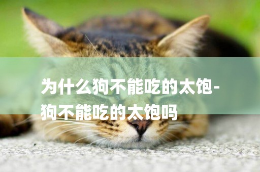 為什么狗不能吃的太飽-
狗不能吃的太飽嗎