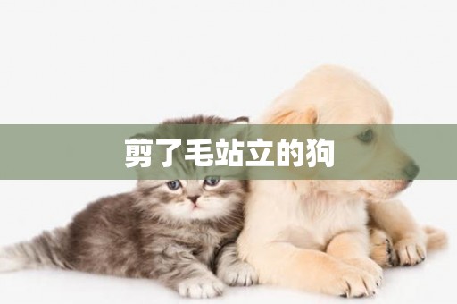 剪了毛站立的狗