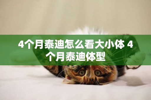 4個月泰迪怎么看大小體 4個月泰迪體型