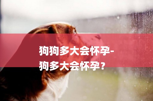 狗狗多大會懷孕-
狗多大會懷孕？