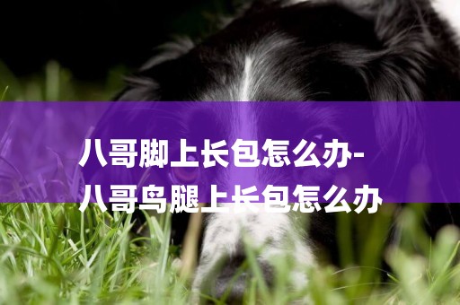 八哥腳上長包怎么辦-
八哥鳥腿上長包怎么辦