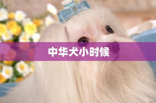 中華犬小時候