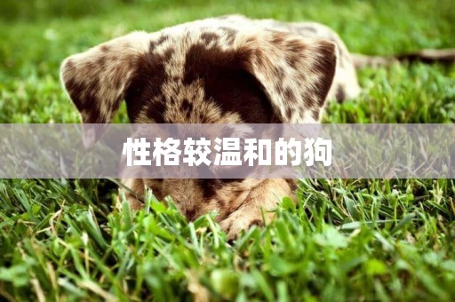 性格較溫和的狗