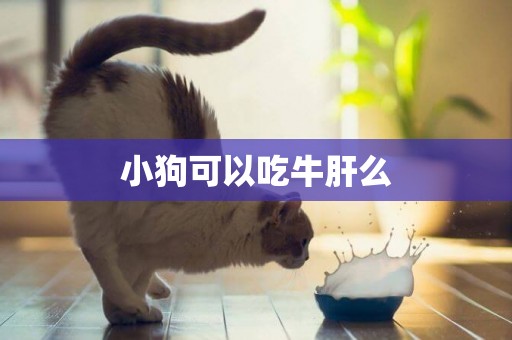 小狗可以吃牛肝么