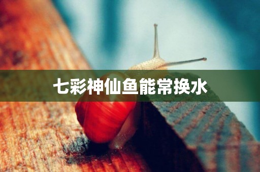 七彩神仙魚能常換水