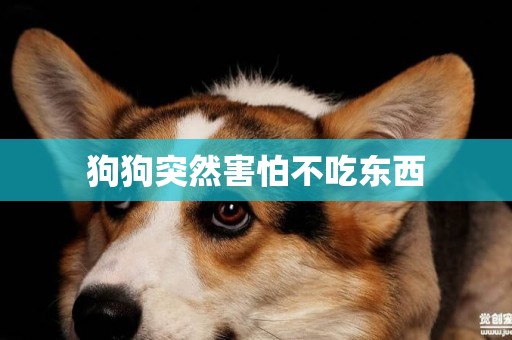 狗狗突然害怕不吃東西
