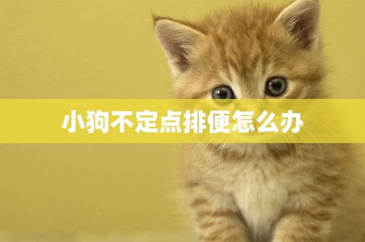 小狗不定點排便怎么辦
