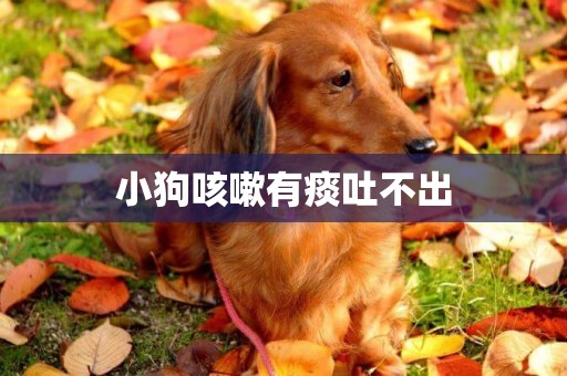 小狗咳嗽有痰吐不出