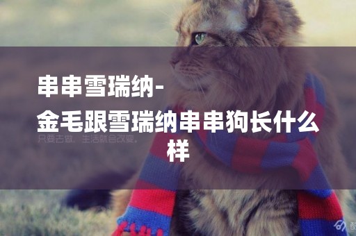 串串雪瑞納-
金毛跟雪瑞納串串狗長什么樣