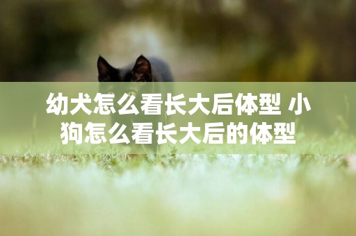 幼犬怎么看長大后體型 小狗怎么看長大后的體型