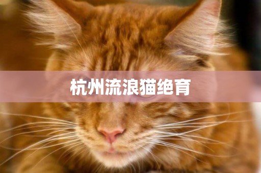 杭州流浪貓絕育