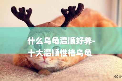 什么烏龜溫順好養-
十大溫順性格烏龜