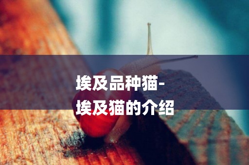 埃及品種貓-
埃及貓的介紹