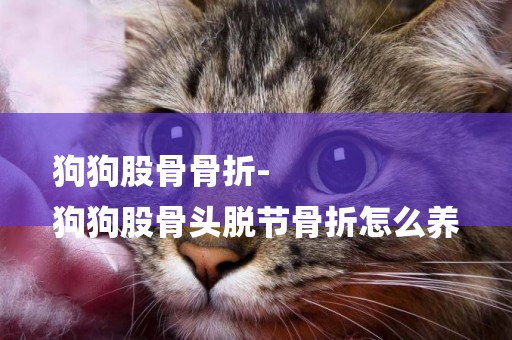 狗狗股骨骨折-
狗狗股骨頭脫節骨折怎么養