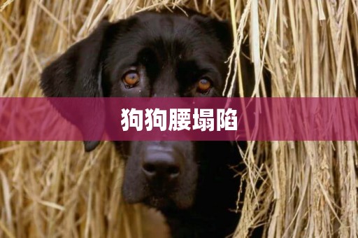 狗狗腰塌陷
