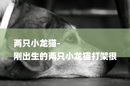 兩只小龍貓-
剛出生的兩只小龍貓打架很