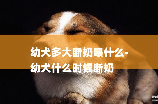 幼犬多大斷奶喂什么-
幼犬什么時候斷奶