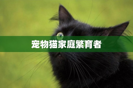 寵物貓家庭繁育者