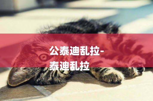 公泰迪亂拉-
泰迪亂拉