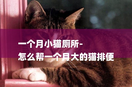一個月小貓廁所-
怎么幫一個月大的貓排便
