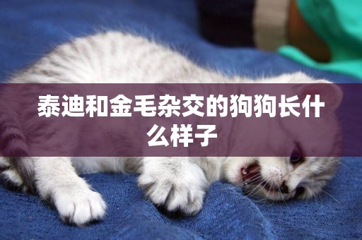 泰迪和金毛雜交的狗狗長什么樣子