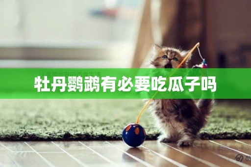 牡丹鸚鵡有必要吃瓜子嗎